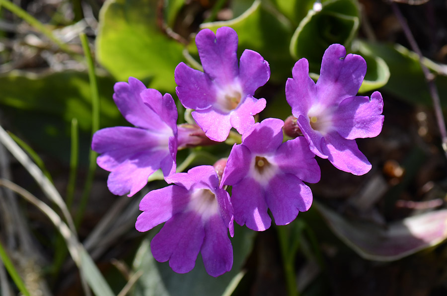 Primula polliniana (=Primula spectabilis) / Primula meravigliosa- fioritura ottobre